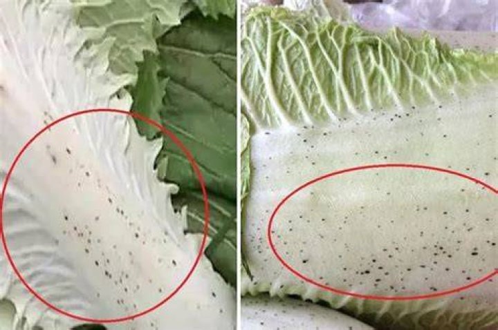 Can you eat cabbage with black spots