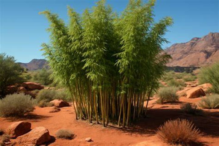 How to grow bamboo in utah